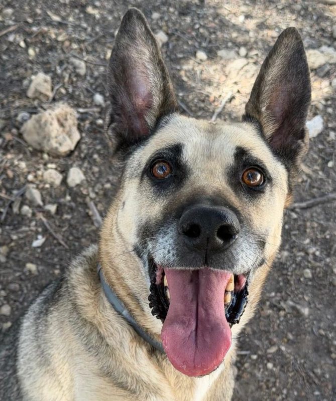 Alba - Chien Berger Allemand à adopter