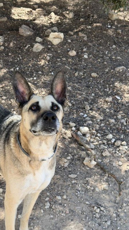 Alba - Chien Berger Allemand à adopter - photo 3