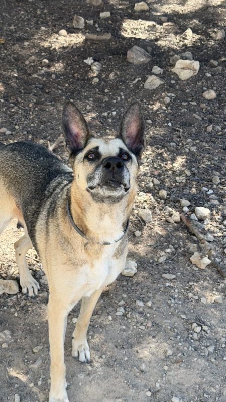 Alba - Chien Berger Allemand à adopter - photo 2