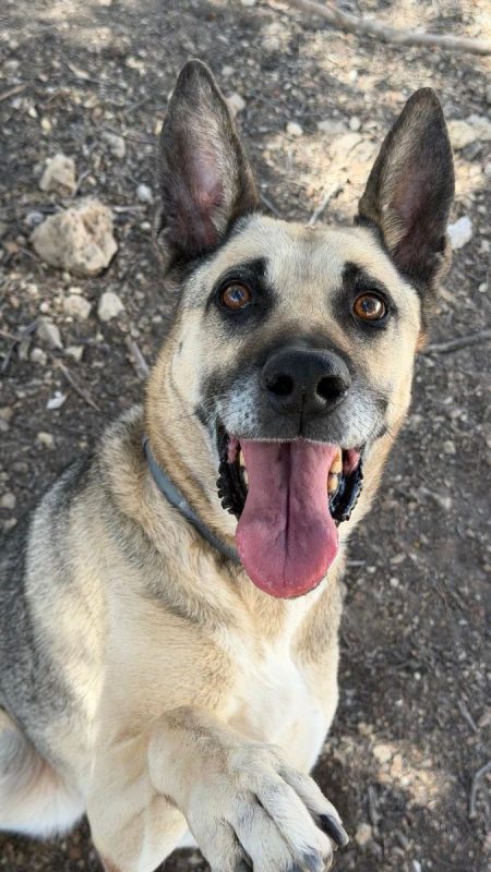 Alba - Chien Berger Allemand à adopter - photo 4