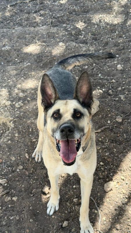Alba - Chien Berger Allemand à adopter - photo 6