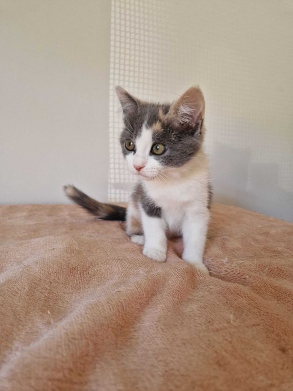 Bess - Chat à adopter - photo 9