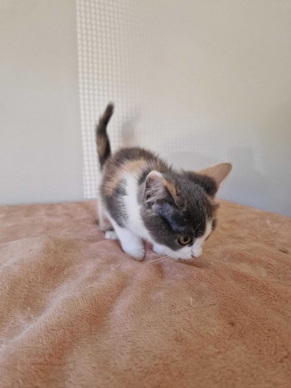 Bess - Chat à adopter - photo 8
