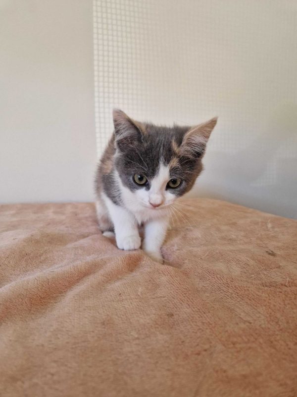 Bess - Chat à adopter - photo 4