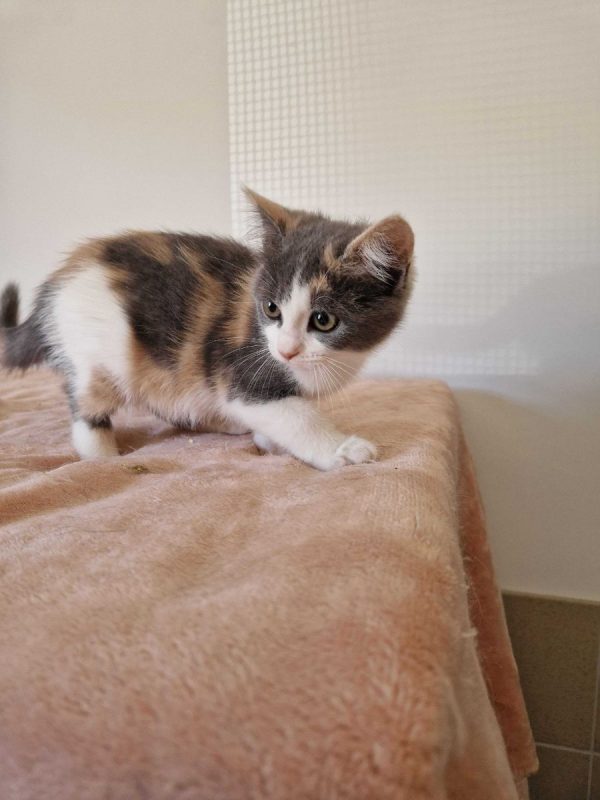 Bess - Chat à adopter - photo 2