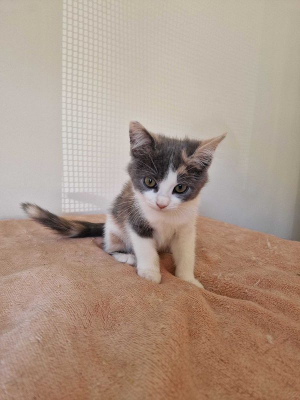 Bess - Chat à adopter - photo 5