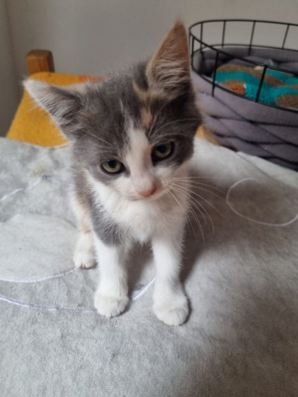 Bess - Chat à adopter - photo 6