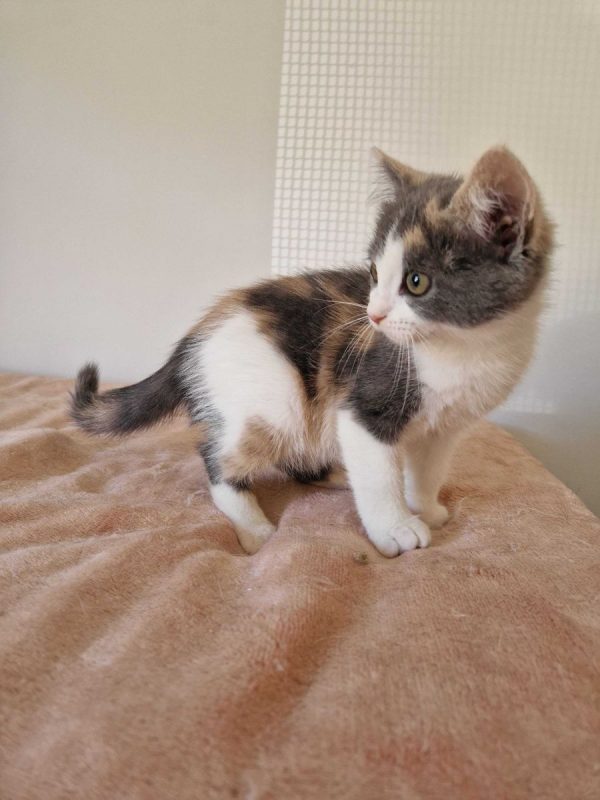 Bess - Chat à adopter - photo 7