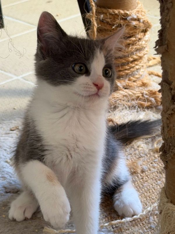 Bess - Chat à adopter