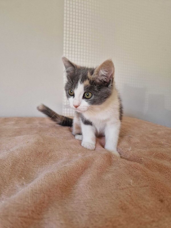 Bess - Chat à adopter - photo 3
