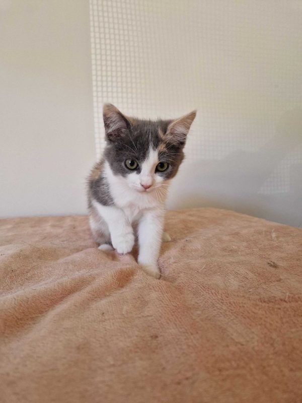 Bess - Chat à adopter - photo 10