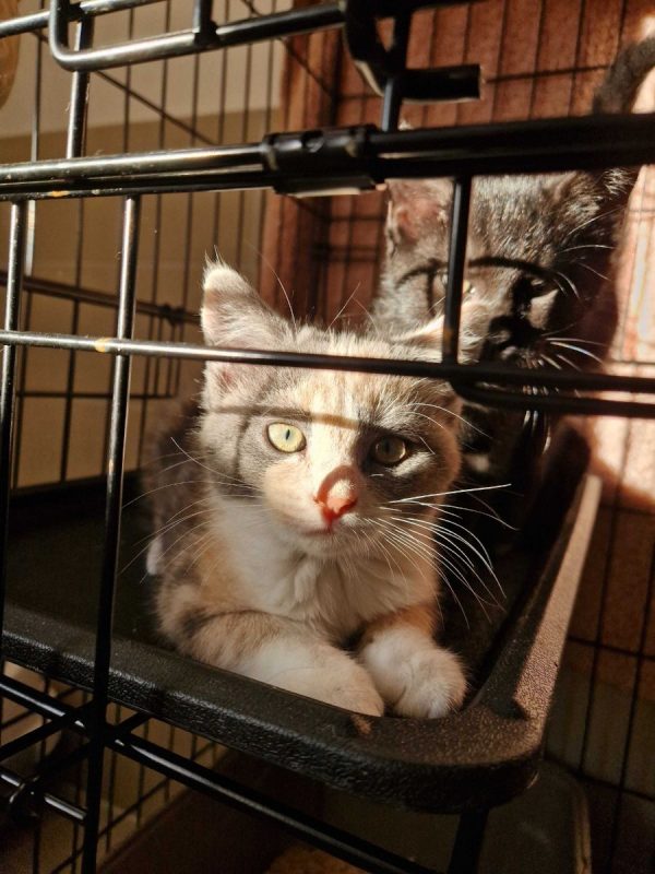 Bulle - Chat à adopter - photo 8