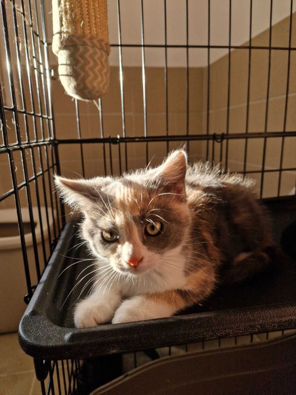 Bulle - Chat à adopter - photo 4