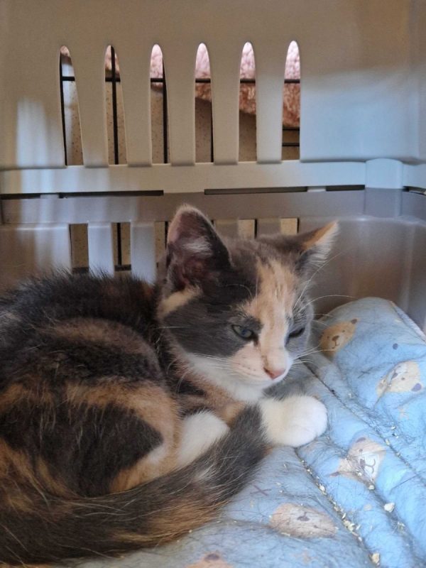 Bulle - Chat à adopter - photo 7