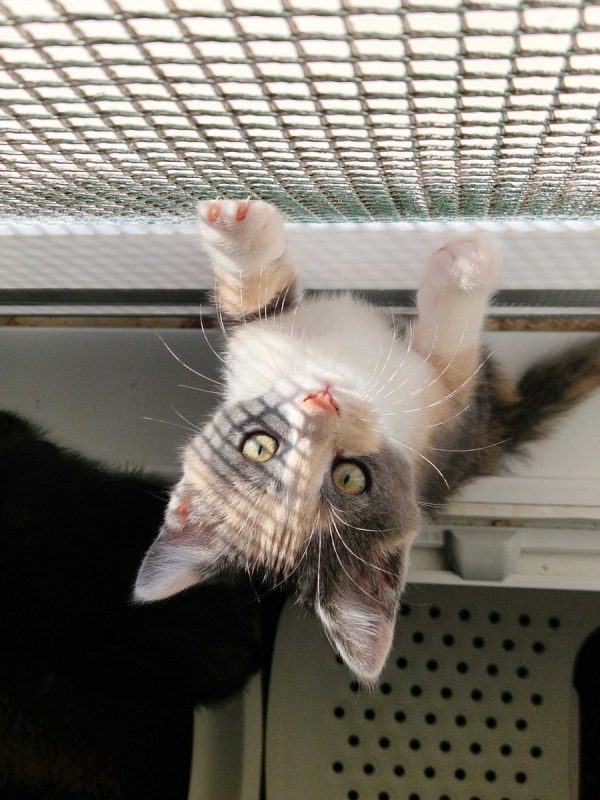 Bulle - Chat à adopter - photo 2
