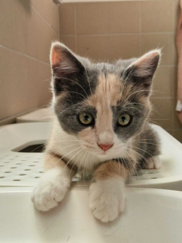 Bulle - Chat à adopter