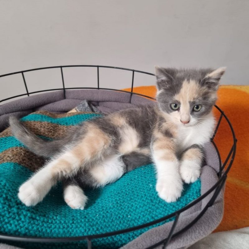 Bulle - Chat à adopter - photo 10