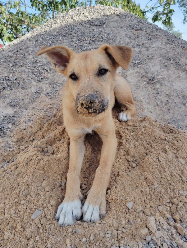 Cala - Chien Podenco Ibicenco x Berger Allemand à adopter - photo 3