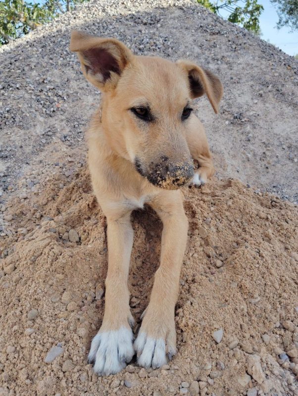 Cala - Chien Podenco Ibicenco x Berger Allemand à adopter