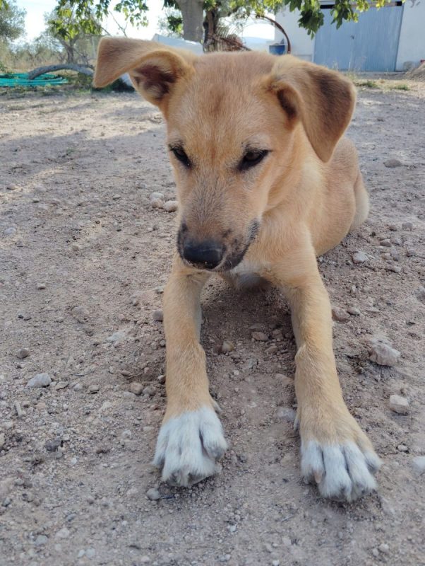 Cala - Chien Podenco Ibicenco x Berger Allemand à adopter - photo 8