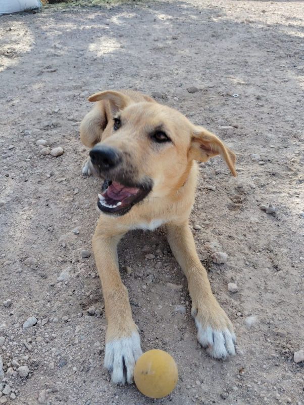 Cala - Chien Podenco Ibicenco x Berger Allemand à adopter - photo 7