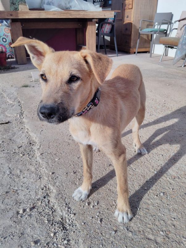 Cala - Chien Podenco Ibicenco x Berger Allemand à adopter - photo 6