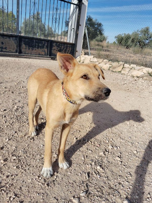 Cala - Chien Podenco Ibicenco x Berger Allemand à adopter - photo 2