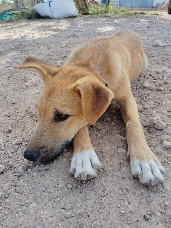 Cala - Chien Podenco Ibicenco x Berger Allemand à adopter - photo 4