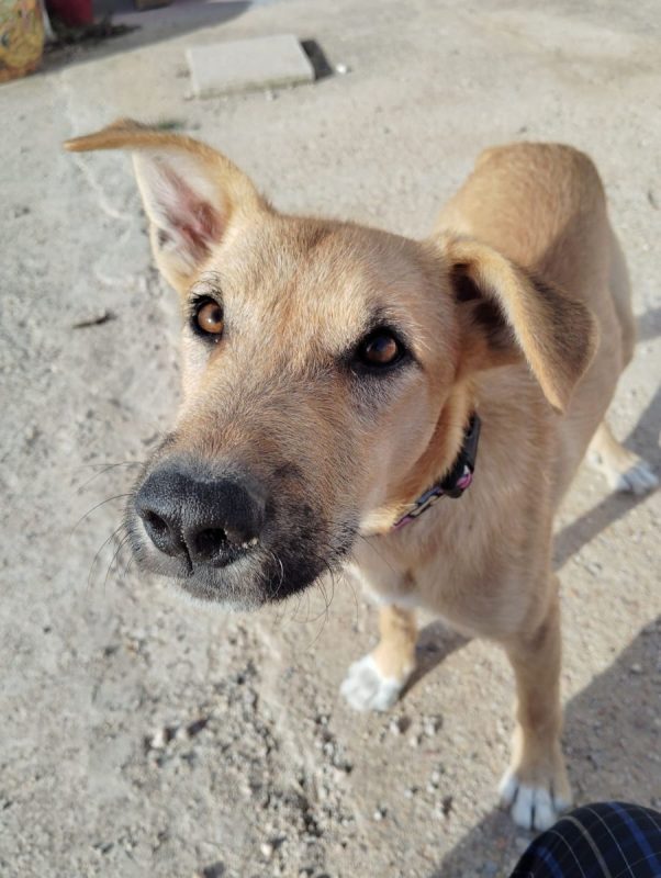 Cala - Chien Podenco Ibicenco x Berger Allemand à adopter - photo 5