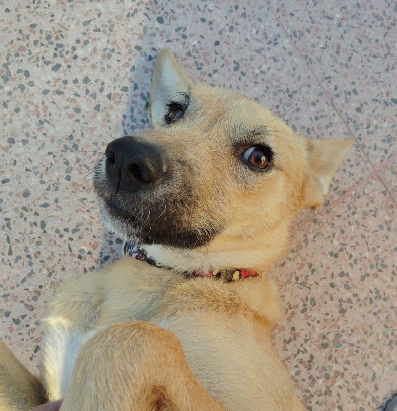Cala - Chien Podenco Ibicenco x Berger Allemand à adopter - photo 9