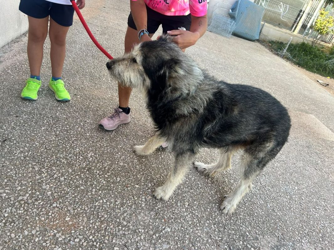 Sam - Chien à adopter - photo 9