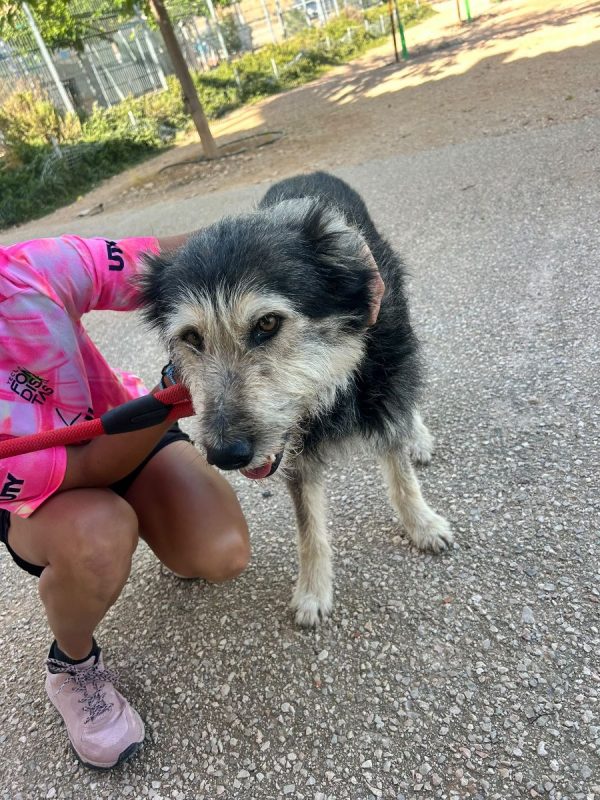 Sam - Chien à adopter - photo 5
