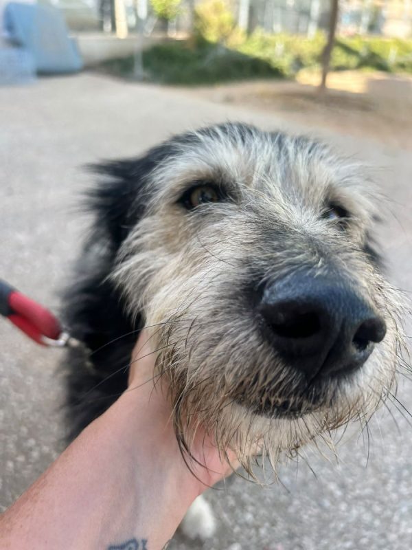 Sam - Chien à adopter - photo 10