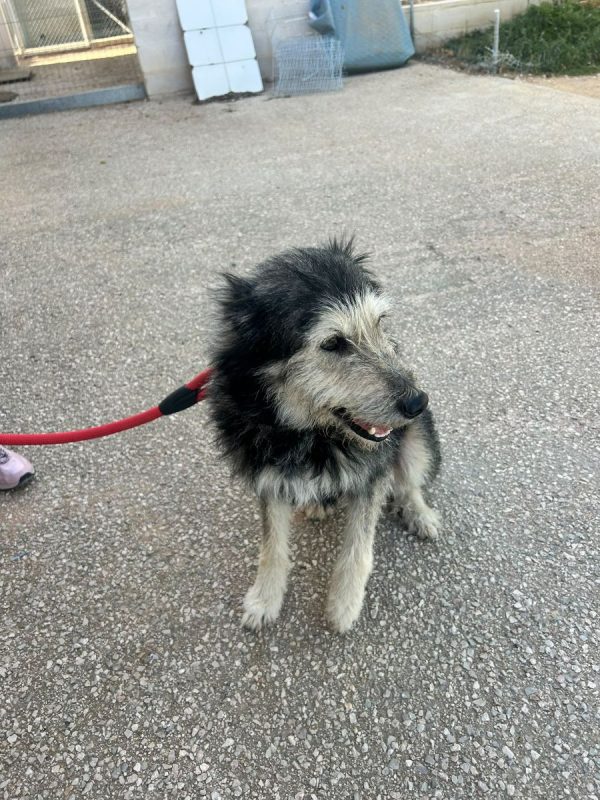 Sam - Chien à adopter - photo 6