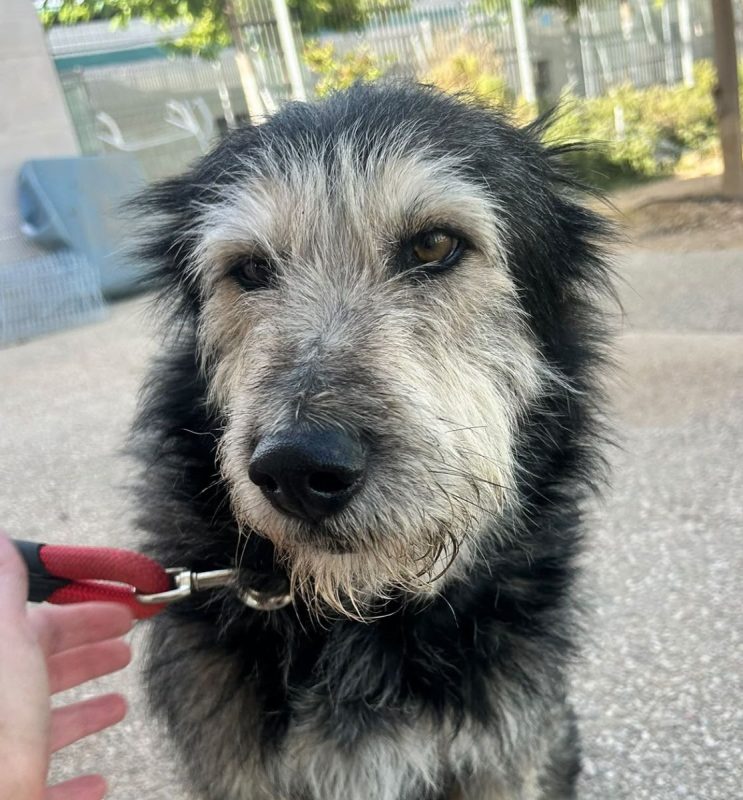 Sam - Chien à adopter