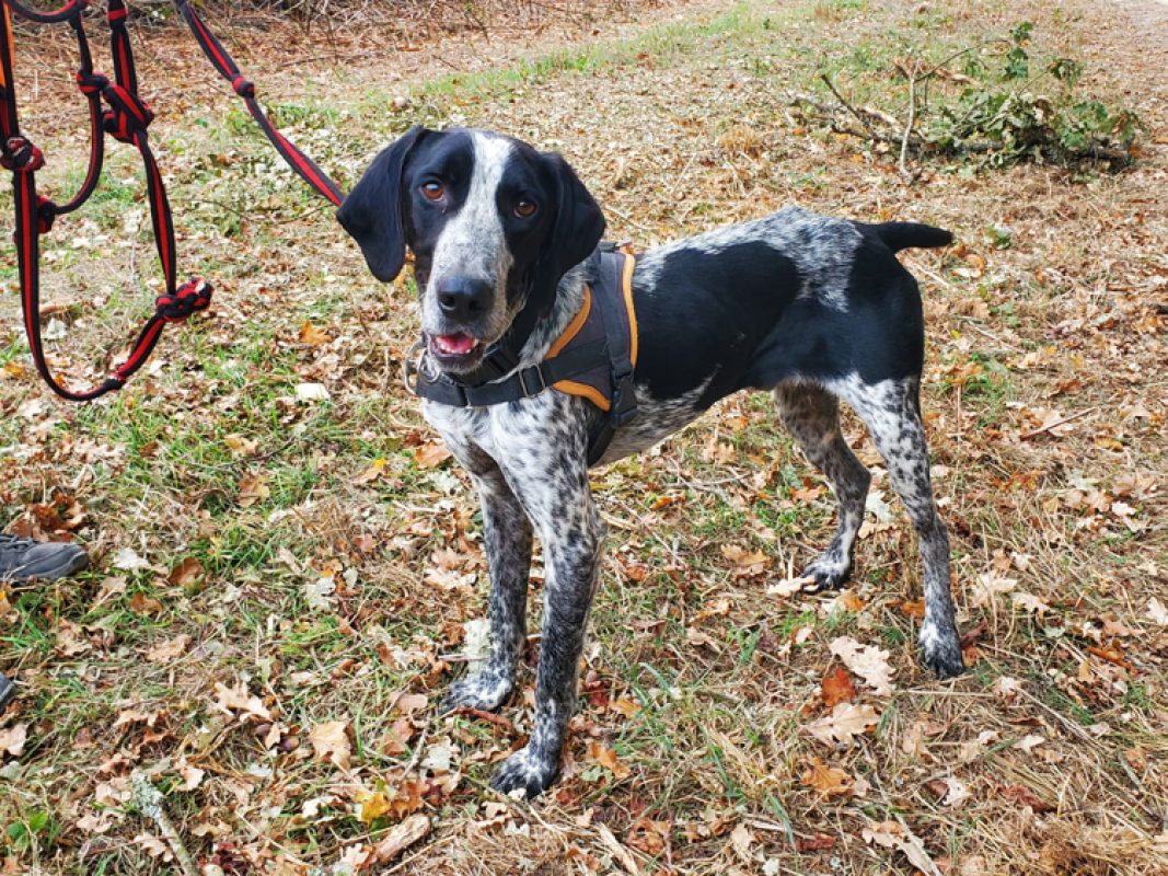 Maurice - Chien Pointer Anglais à adopter