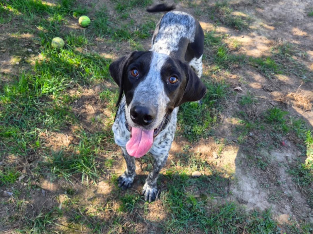 Maurice - Chien Pointer Anglais à adopter - photo 2