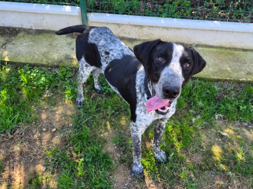 Maurice - Chien Pointer Anglais à adopter - photo 3