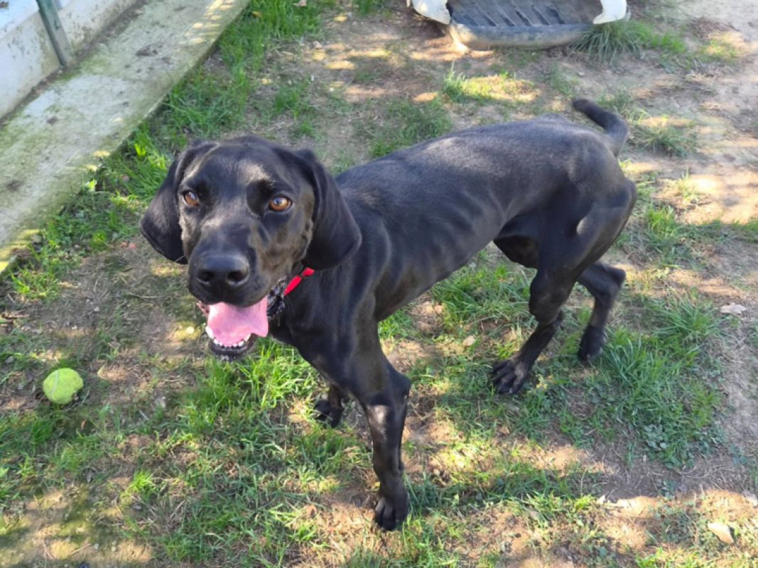 Raymond - Chien Braque allemand à poil court à adopter