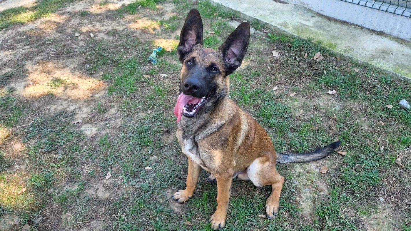 Bazil - Chien Berger Allemand à adopter