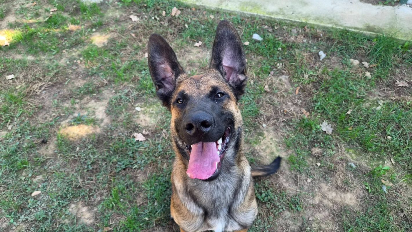 Bazil - Chien Berger Allemand à adopter - photo 2
