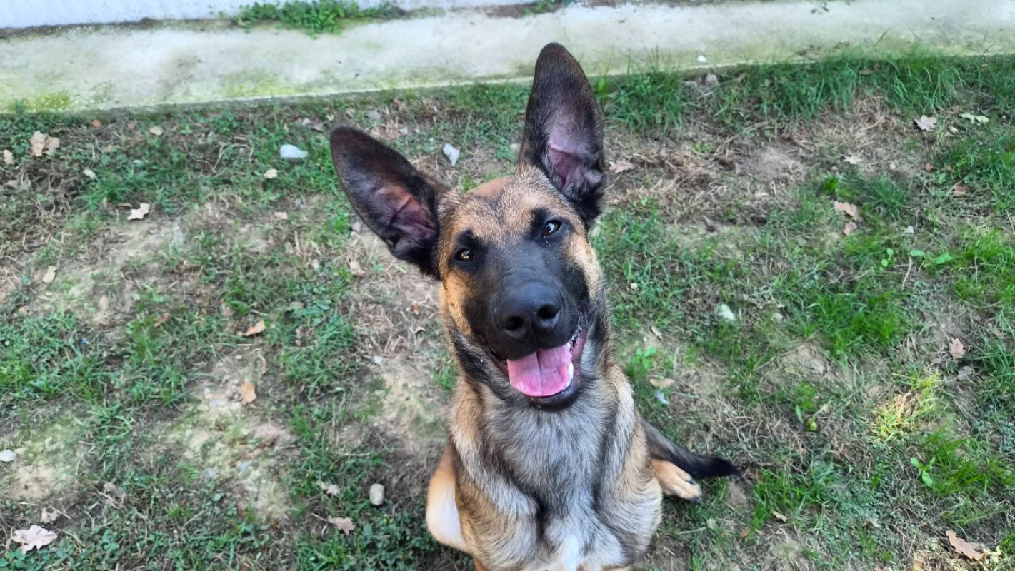 Bazil - Chien Berger Allemand à adopter - photo 3