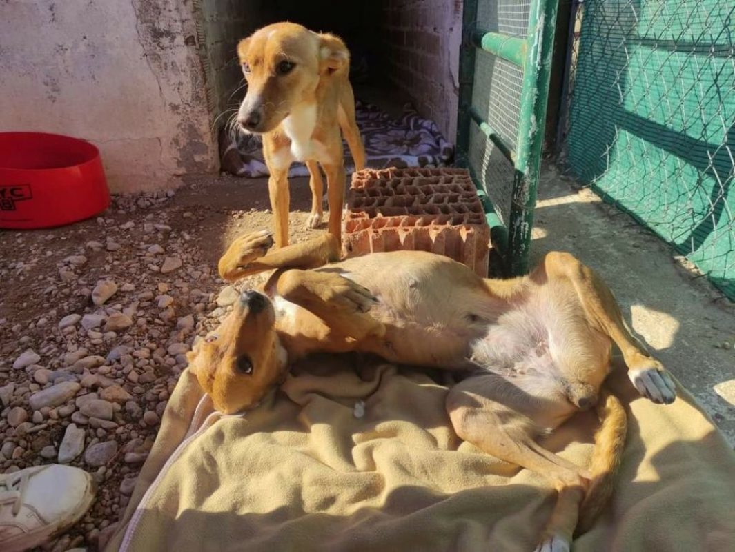 FRESA et CEREZA - Adoption double - Chien à adopter - photo 8