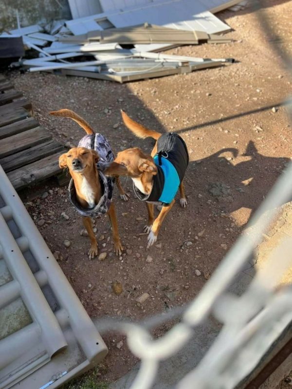 FRESA et CEREZA - Adoption double - Chien à adopter - photo 3