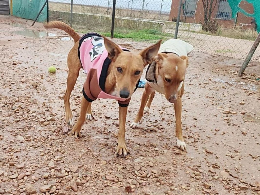 FRESA et CEREZA - Adoption double - Chien à adopter - photo 5