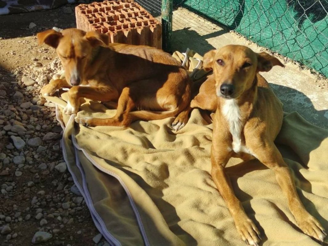 FRESA et CEREZA - Adoption double - Chien à adopter - photo 2