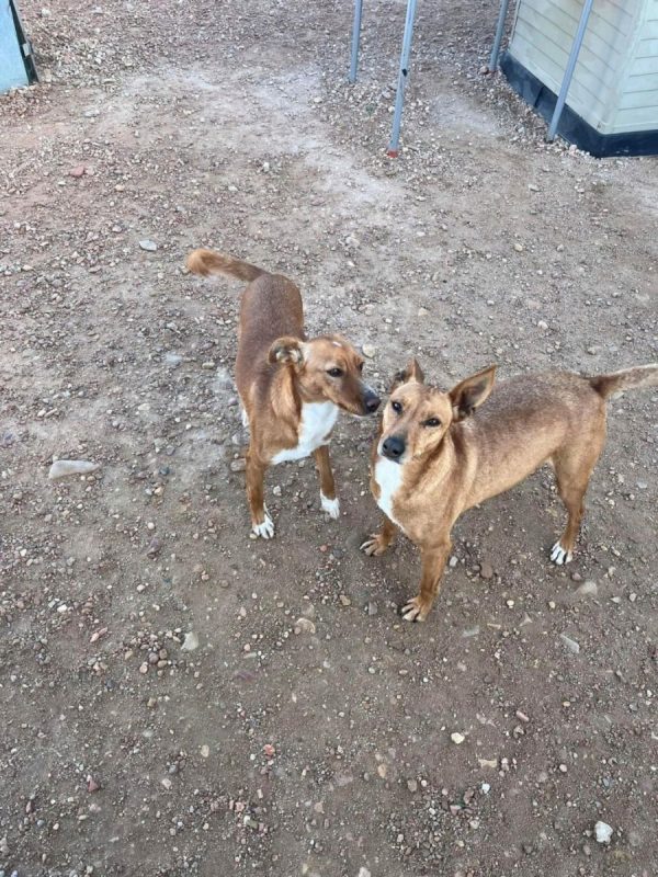 FRESA et CEREZA - Adoption double - Chien à adopter - photo 6