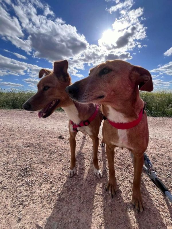 FRESA et CEREZA - Adoption double - Chien à adopter