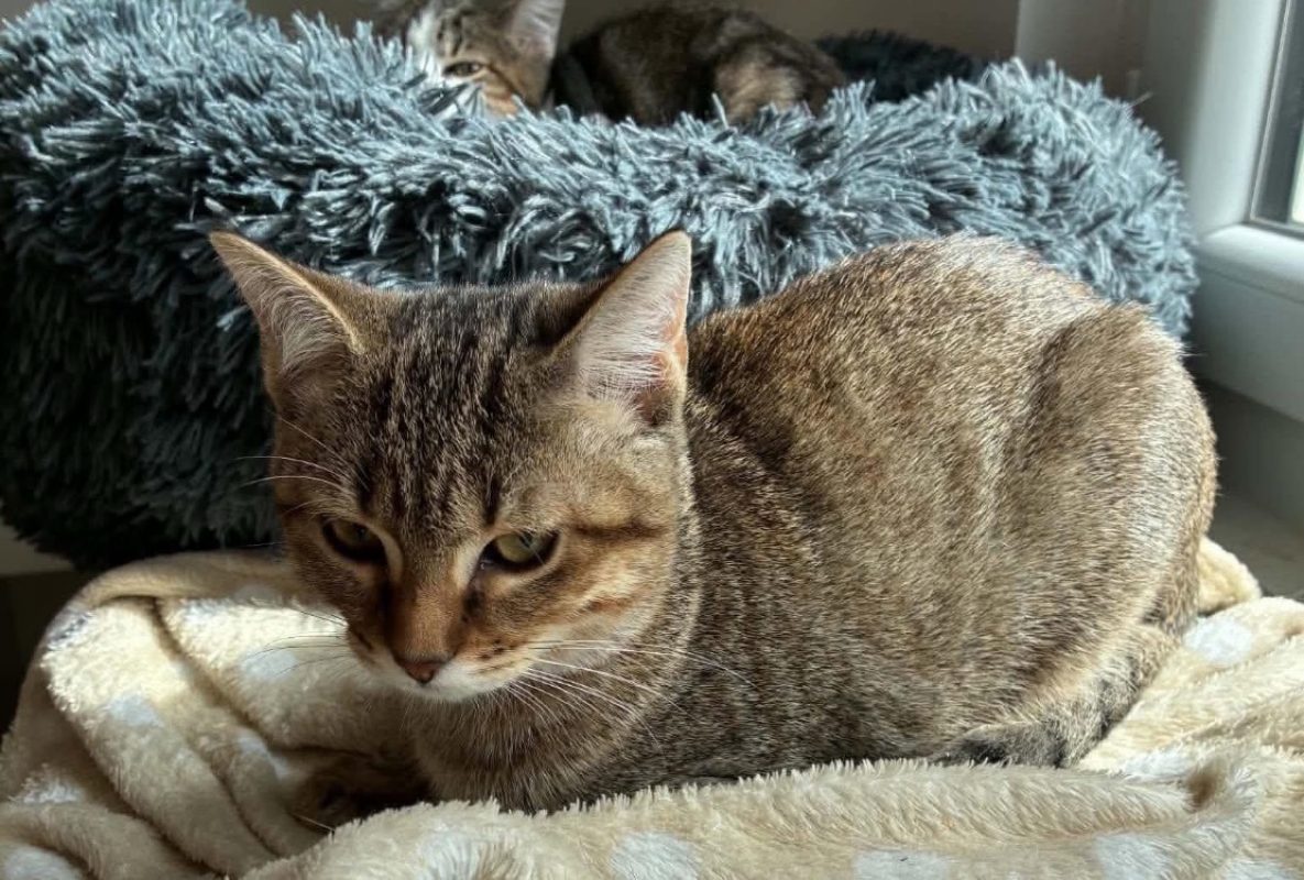 Laa-laa - Chat Européen à adopter
