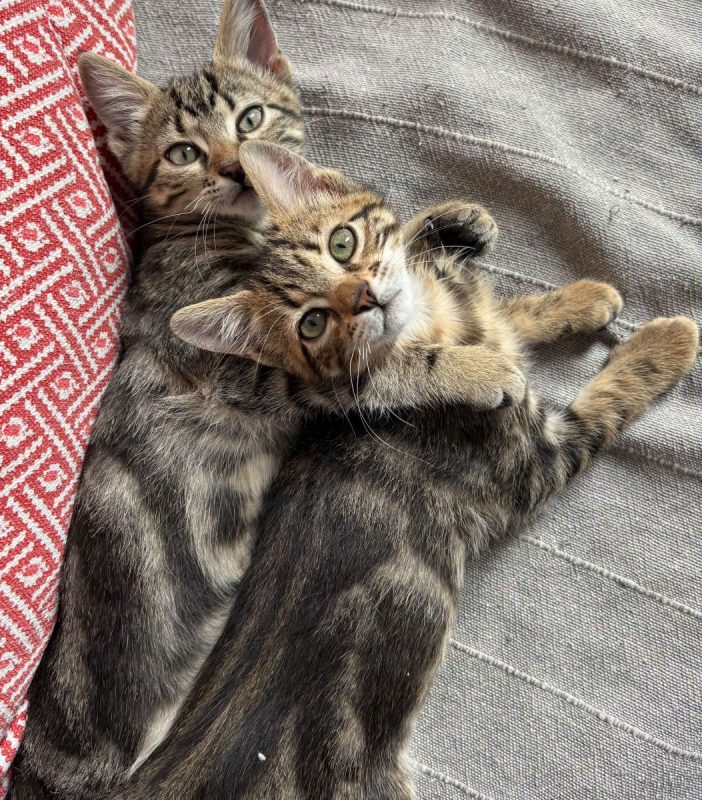 BOULETTE ET BISCUIT - Chat Européen à adopter